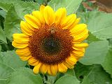 Sunflower Dwarf Sensation bee 